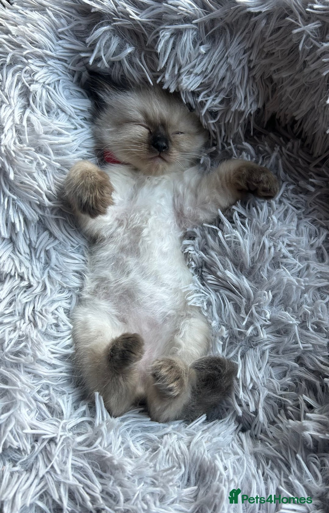 Ragdoll cats for sale: 💞 RAGDOLL Kittens Ready 13th August GrCh Blood - Image 12