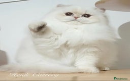 British Longhair cats for sale: Three-month-old British Longhair cat - Image 2
