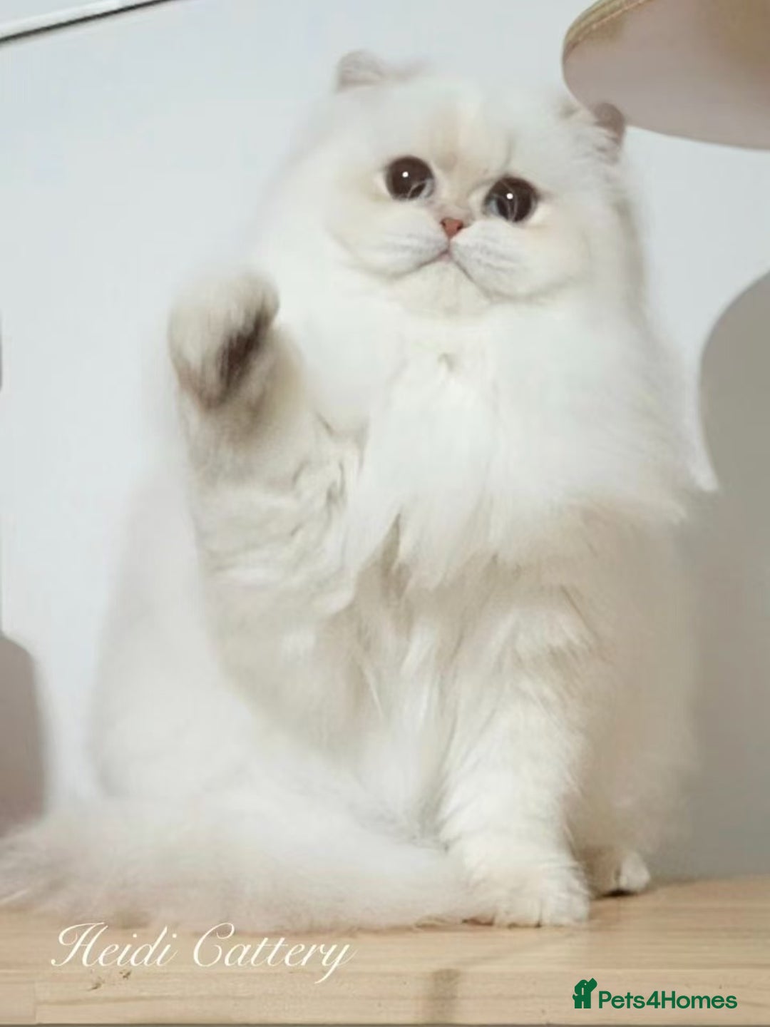 British Longhair cats for sale: Three-month-old British Longhair cat - Image 2