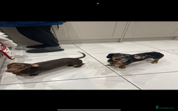 Miniature Dachshund dogs for sale: 2 year old girl  - Image 3