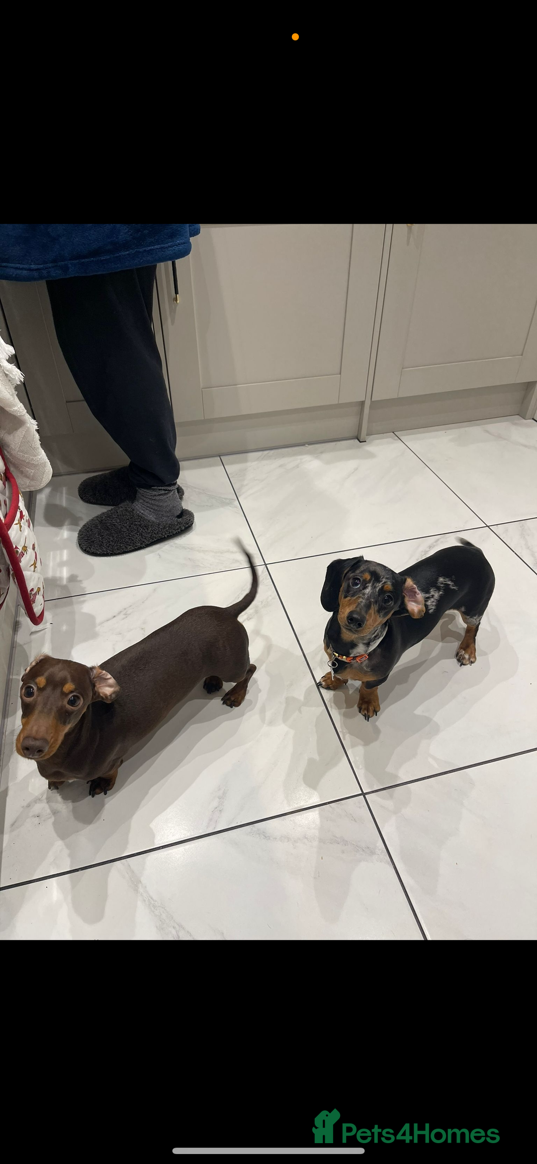 Miniature Dachshund dogs for sale: 2 year old girl  - Image 3