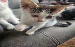 British Shorthair cats for sale: 3 kittens  - Image 4