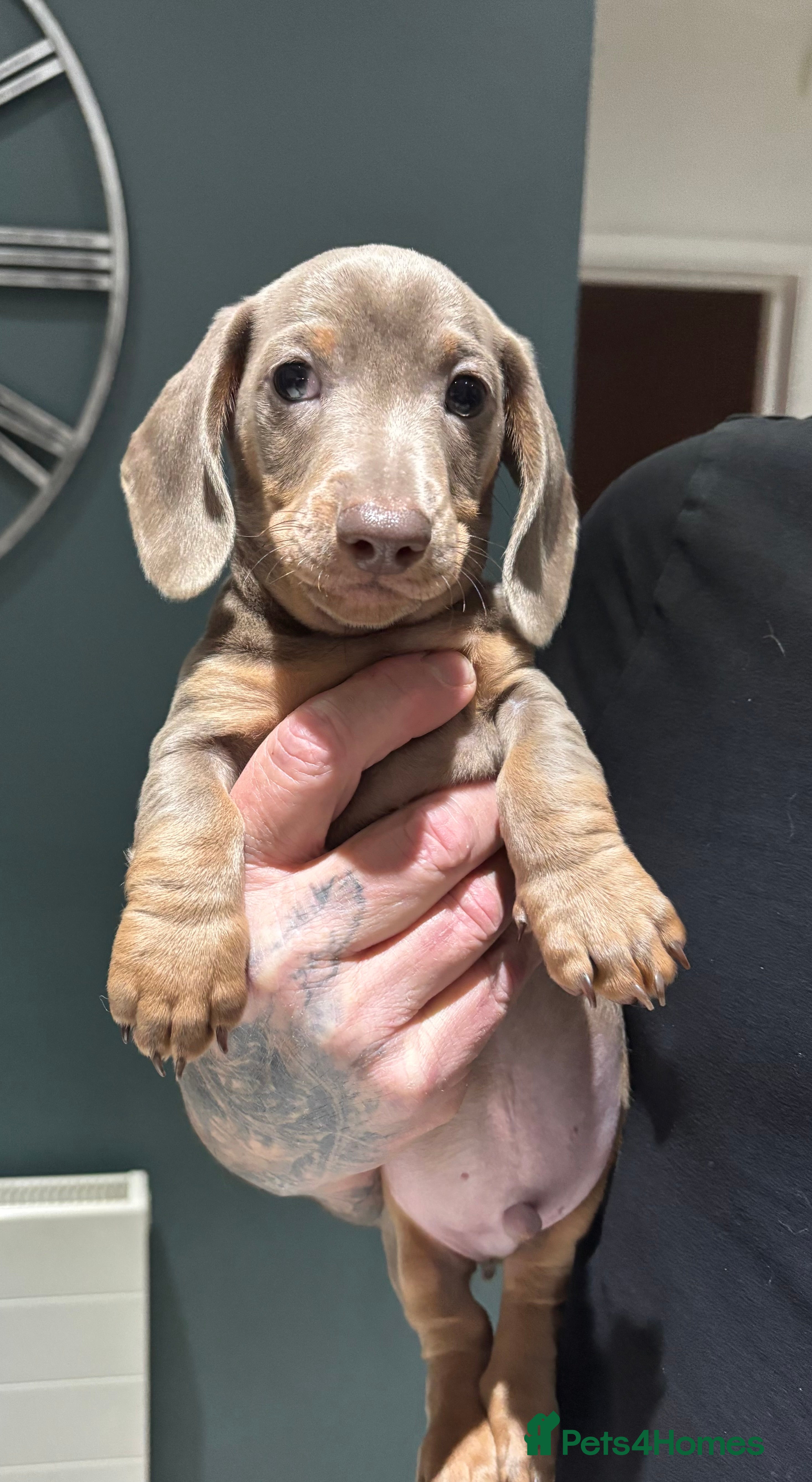 Dachshund dogs Handsome Isabella and Tan Miniaute Dachshund Puppy - Advert 2