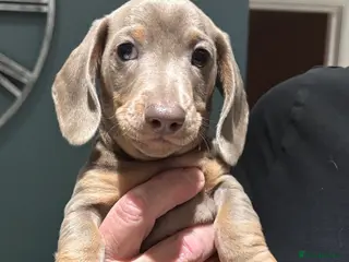 Dachshund dogs Handsome Isabella and Tan Miniaute Dachshund Puppy - Advert 2