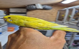 Budgerigars birds for sale: Boy hand tamed  - Image 4