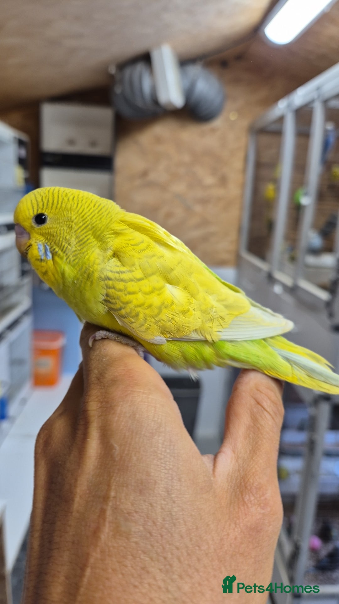 Budgerigars birds for sale: Boy hand tamed  - Image 4