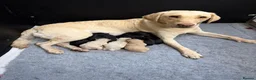 Labrador Retriever dogs for sale: Beautiful lab pups for sale. From superb parents  - Advert 5