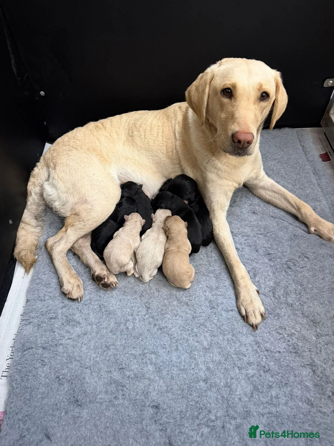 Labrador Retriever dogs for sale: Beautiful lab pups for sale. From superb parents  - Advert 5