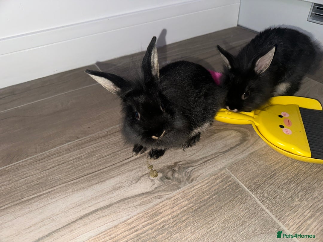 Mini Lion Lop rabbits for sale: Beautiful black lionheads - Image 4
