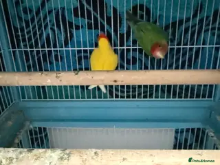 Lovebirds birds Three beautiful love birds with cage - Advert 5