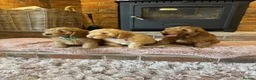Cockapoo dogs for sale: Beautiful cockapoo puppy’s🩵🩷 - Advert 10