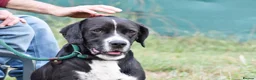 Mixed Breed dogs for adoption: Monky - Advert 5