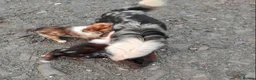 Welsh Collie dogs for sale: Pure red merle Welsh sheepdog pups in Tregaron - Advert 3