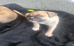 Mixed Breed dogs for sale: Pups for sale - Image 9