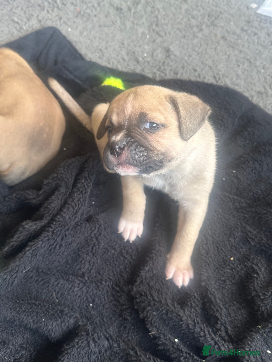 Mixed Breed dogs for sale: Pups for sale - Image 9