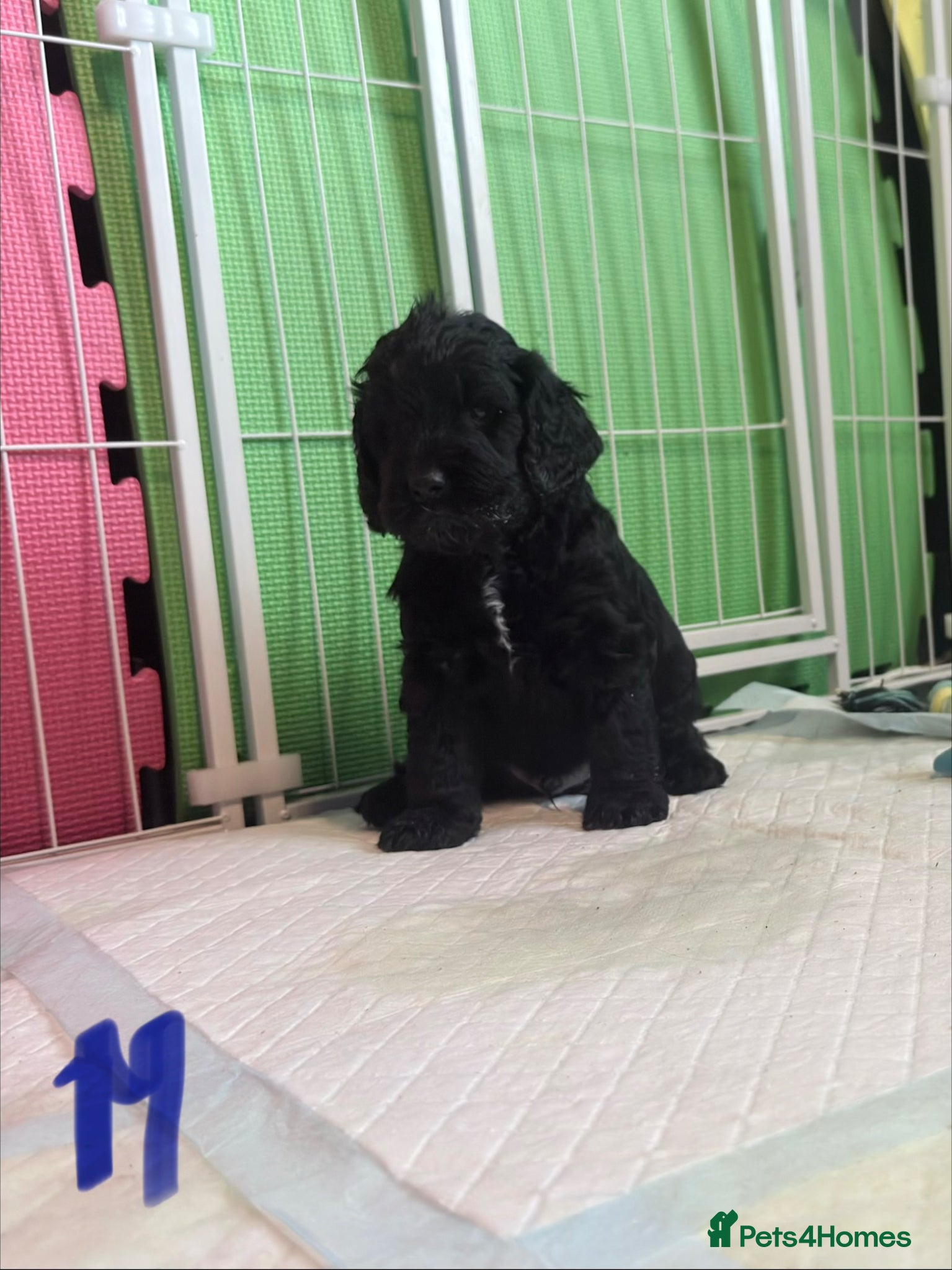 Cockapoo dogs for sale: F1b cockerpoo puppies  in Hitchin - Advert 4