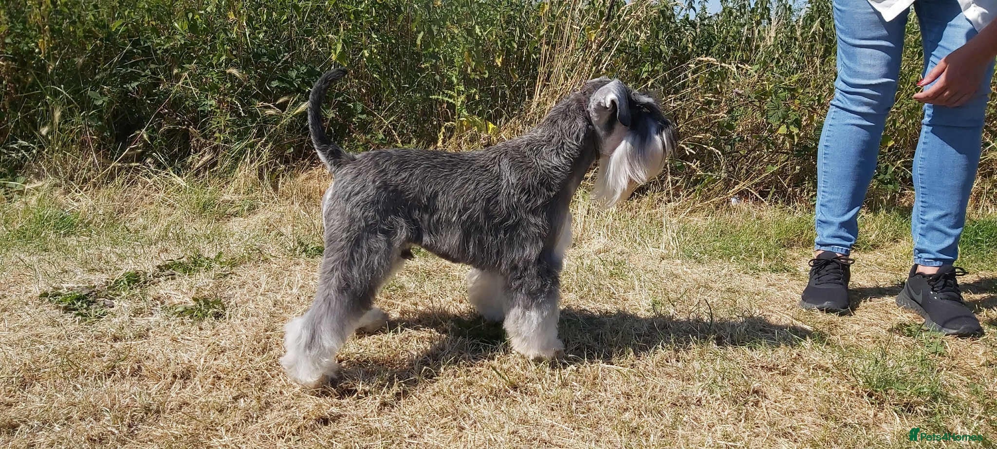 Miniature Schnauzer dogs Kc reg health tested parents  - Advert 2