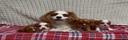 Cavalier King Charles Spaniel dogs for sale: STUNNING CAVALIER KING CHARLES PUPPIES  - Advert 4