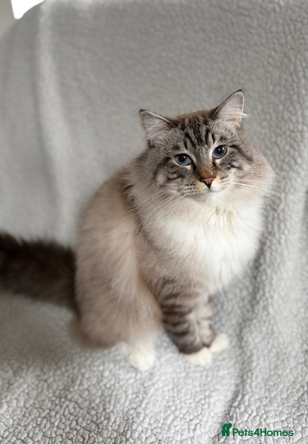 Ragdoll cats for sale: Stunning, Gentle Boy Looking For His New Home - Advert 2