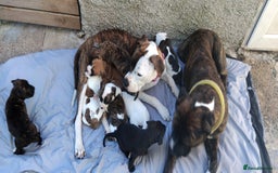 American Bulldog dogs for sale: Amercian Bulldog Pups 🐾  - Image 24