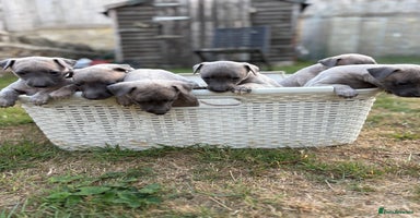 Whippet dogs - Advert 1