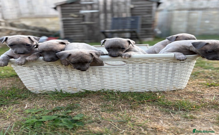 Whippet dogs - Advert 5
