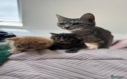 Mixed Breed cats for sale: Kittens - Image 6