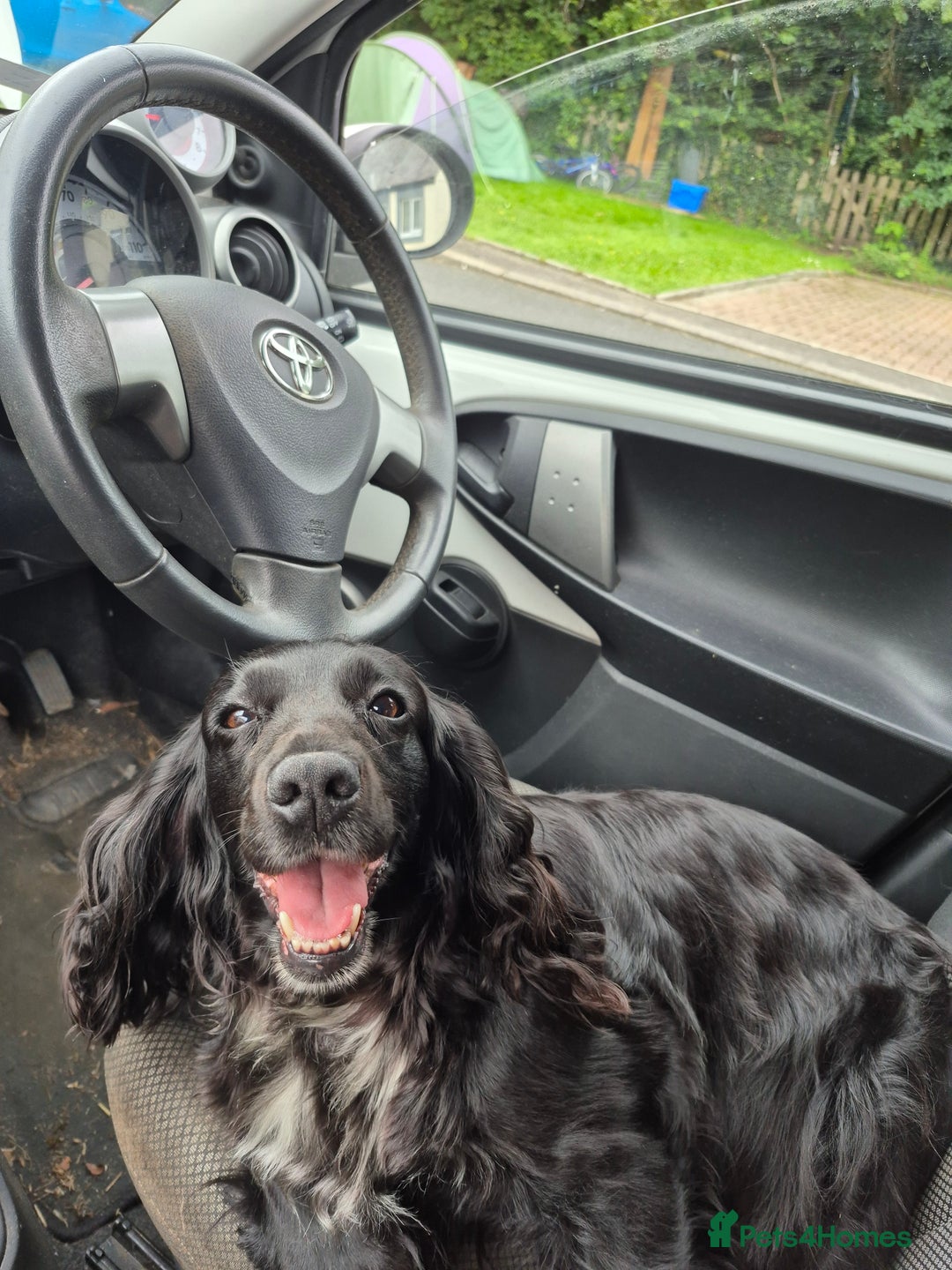 Cocker Spaniel dogs for sale: Blue roan cocker spaniel  - Image 8