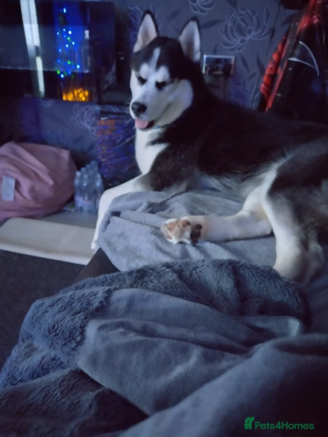 Siberian Husky dogs for sale: Husky  in Feltham - Advert 8