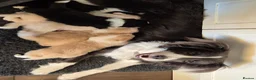 Border Collie dogs for sale: Exceptional, health tested, KC registered puppies - Advert 4