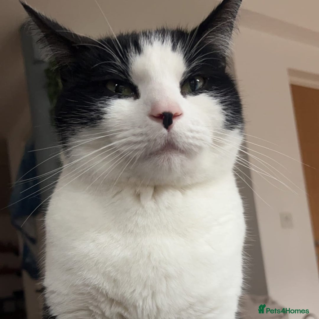 Domestic Shorthair cats for adoption: Boba and Luna are searching for a new home - Advert 2