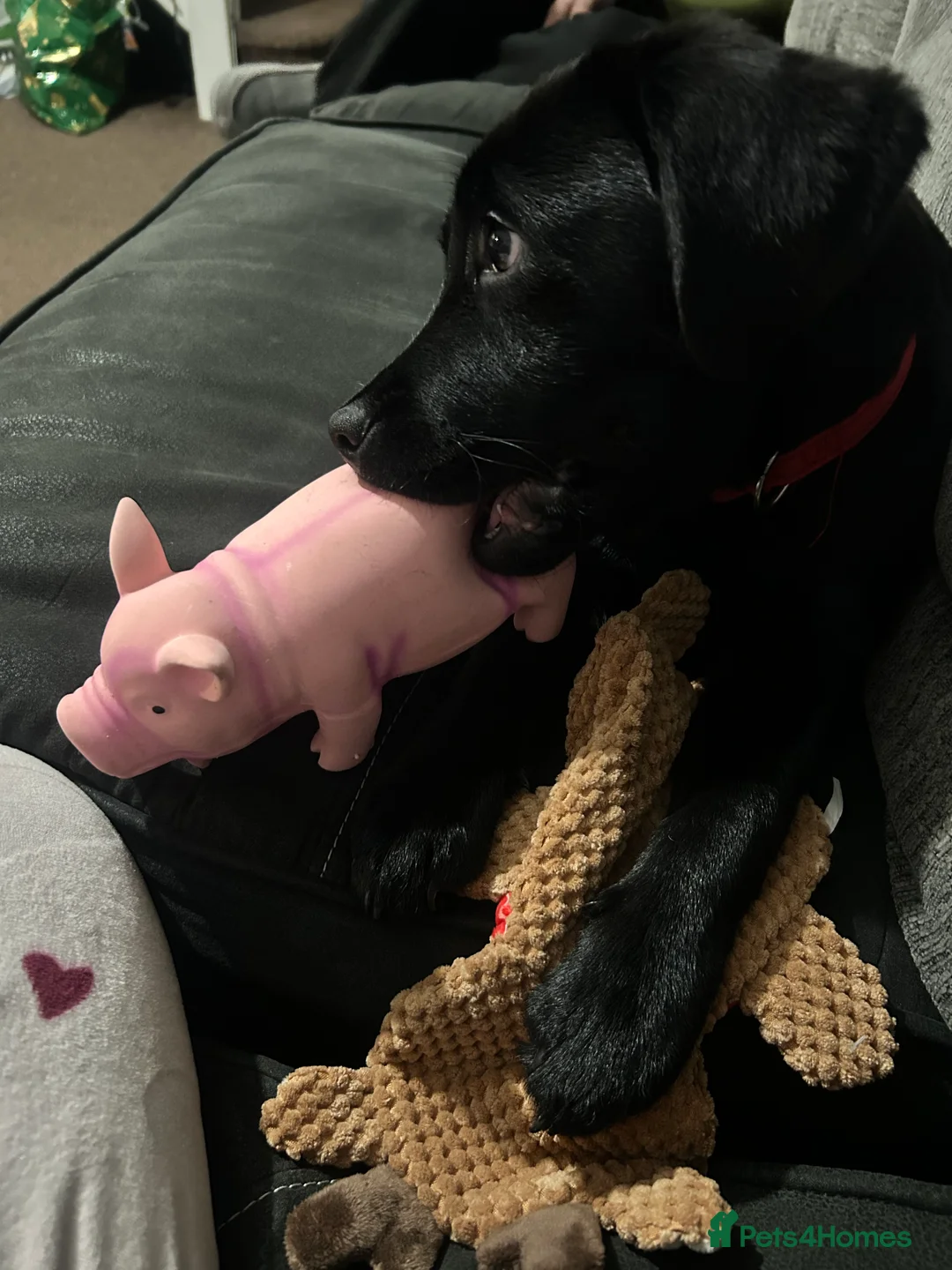 Labrador Retriever dogs for sale: Female Labrador 5 months old - Advert 6