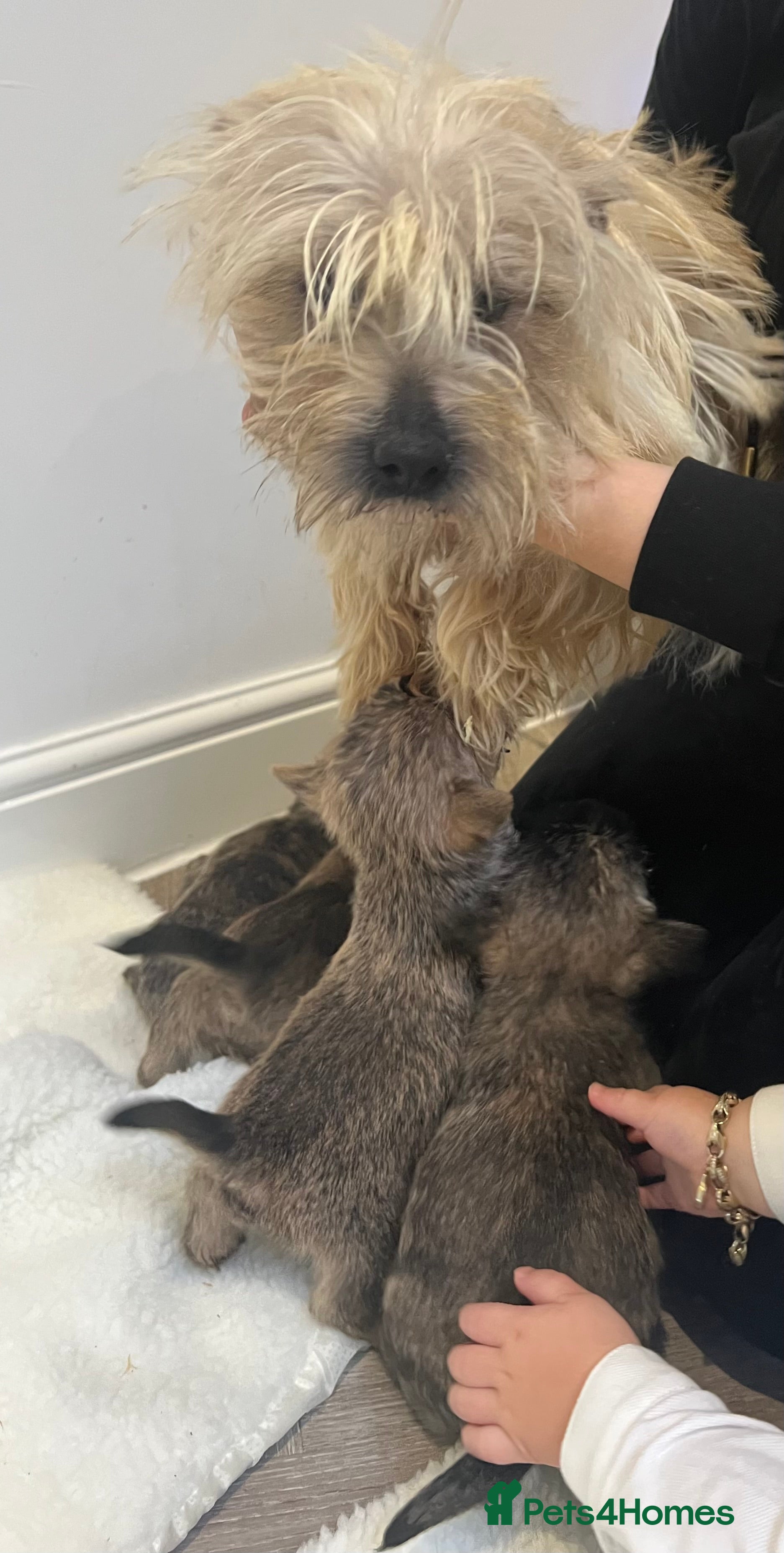 Cairn Terrier dogs Cairn terrier puppies  - Advert 2