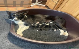 Border Collie dogs for sale: Border Collie puppies, ISDS - Image 5