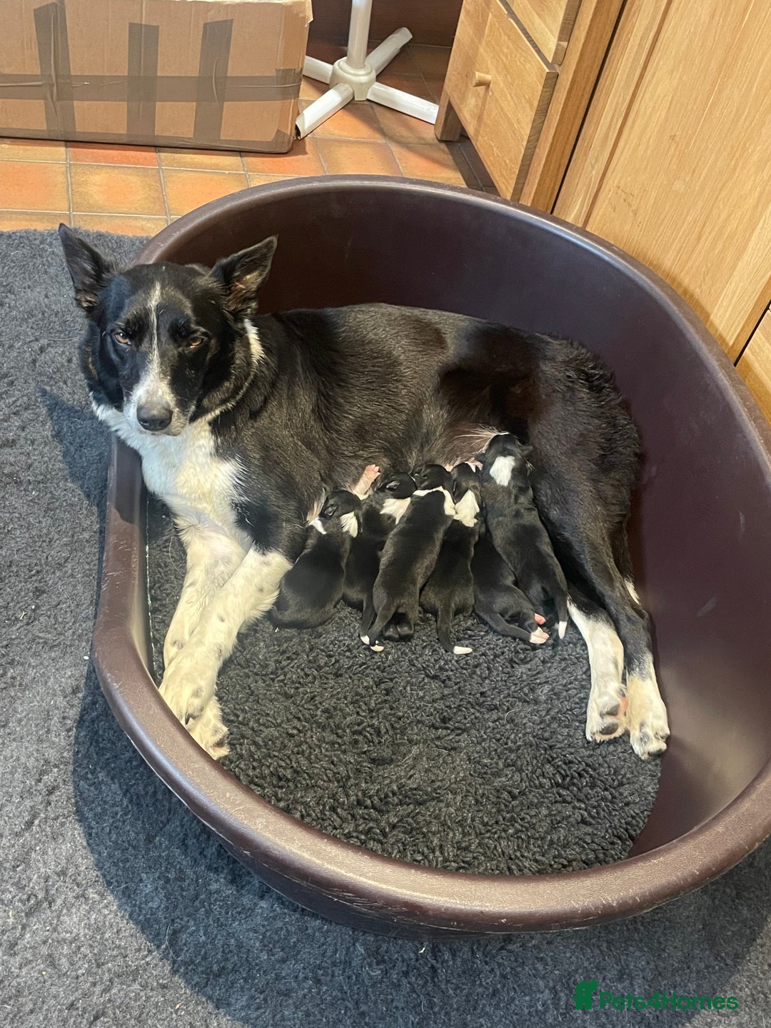 Border Collie dogs for sale: Border Collie puppies, ISDS - Image 5