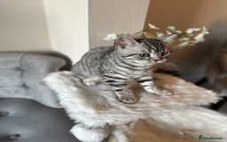 British Shorthair cats for sale: SILVER TABBIES - Registered & Full Pedigree - Image 30