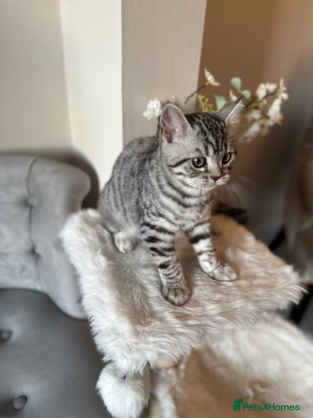 British Shorthair cats for sale: SILVER TABBIES - Registered & Full Pedigree - Image 30