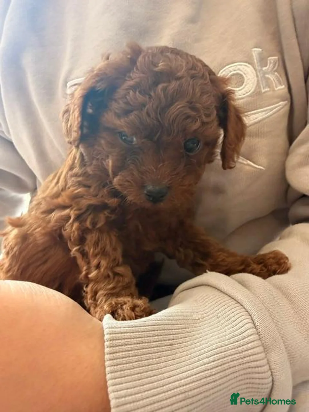 Toy Poodle dogs for sale: Reduced Price – Last Red Asian  Toy Poodle Boy - Advert 5