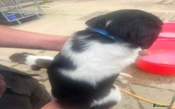 English Springer Spaniel dogs for sale: Kc registered English springer spaniel  - Image 2