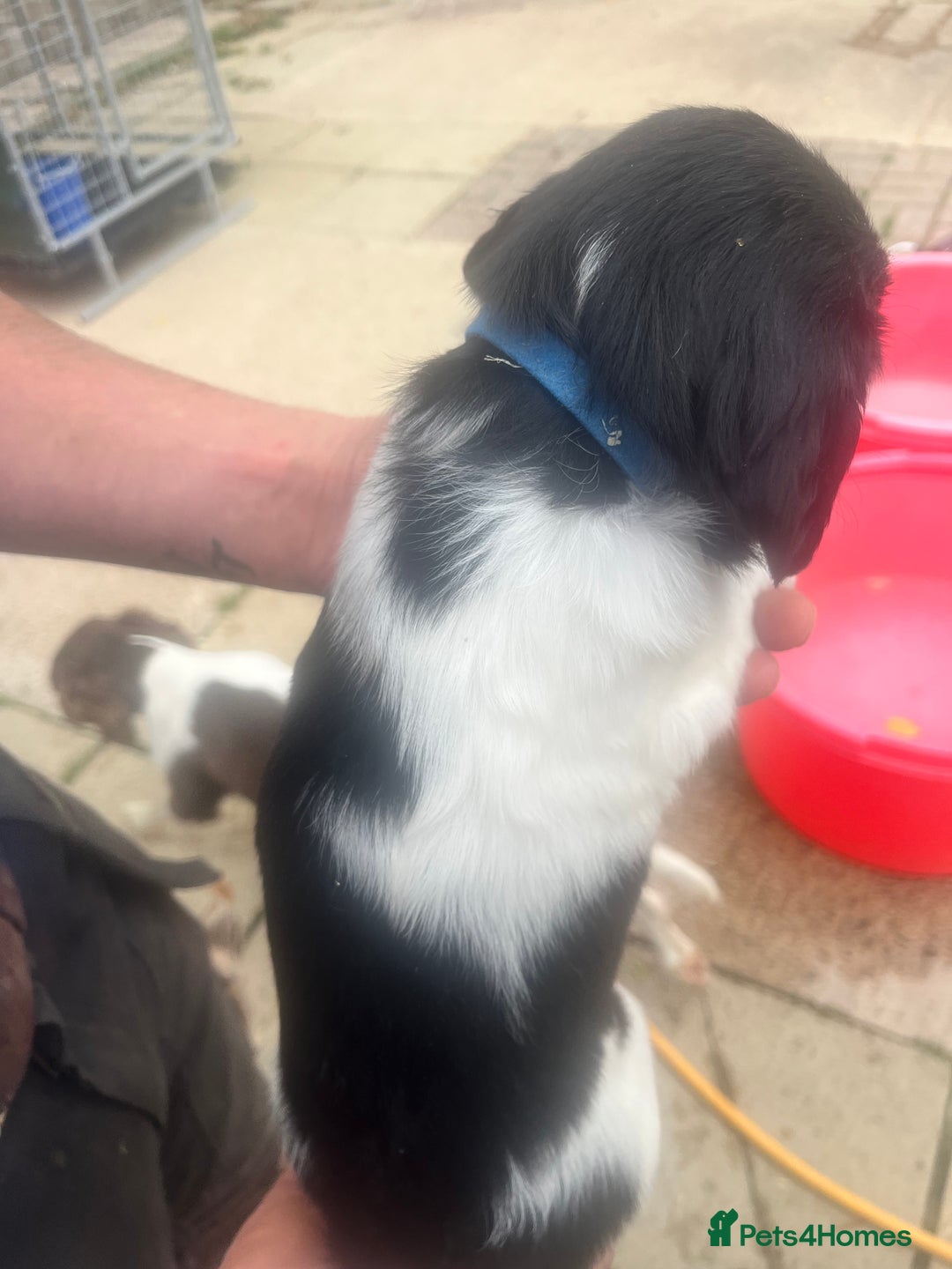 English Springer Spaniel dogs for sale: Kc registered English springer spaniel  - Image 2