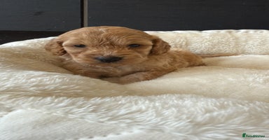 Cockapoo dogs - Advert 1