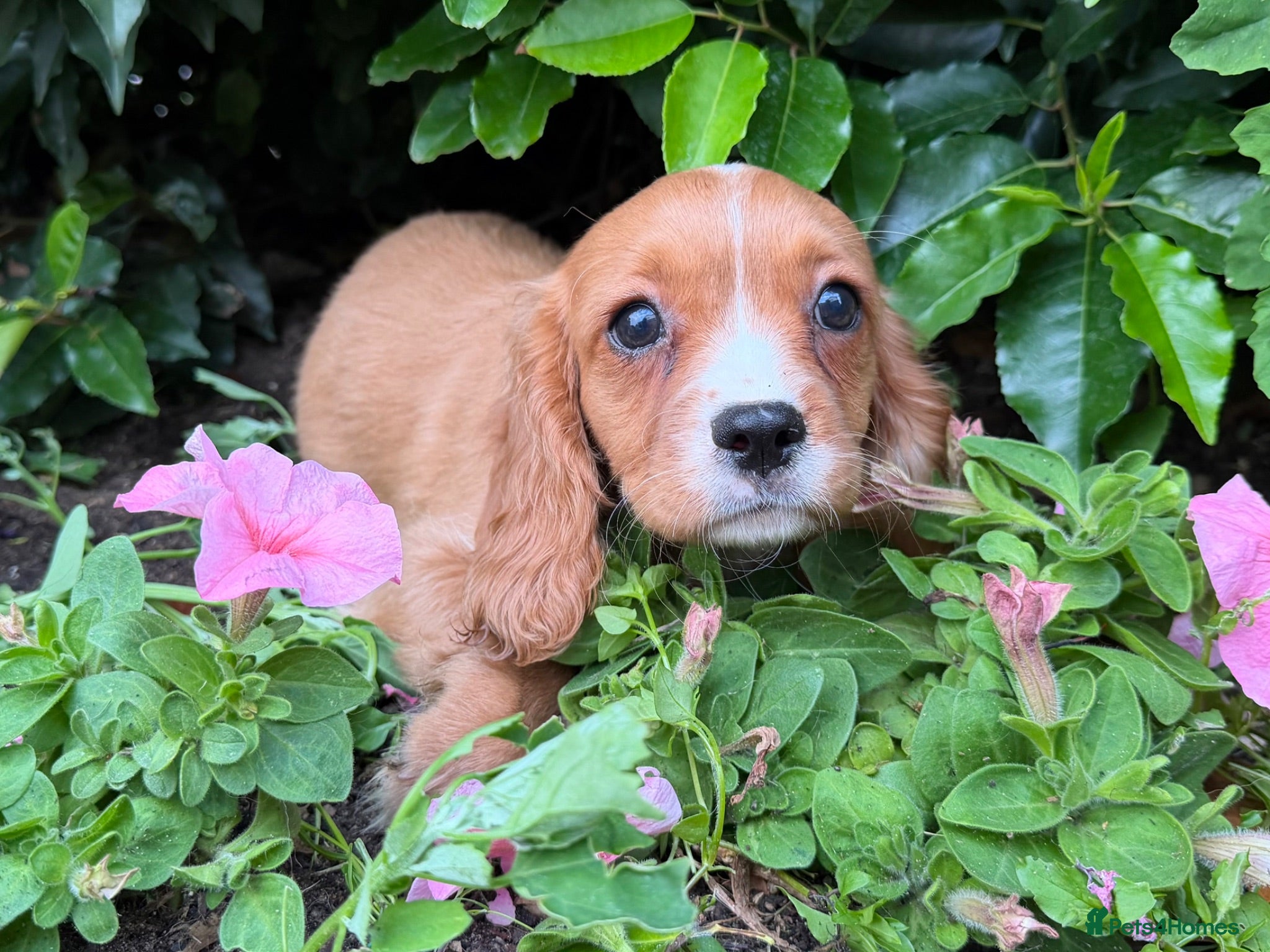 Cavapoo dogs Cavalier Cross *£750 *Last Boys - Advert 2