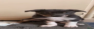 Smooth Collie 3