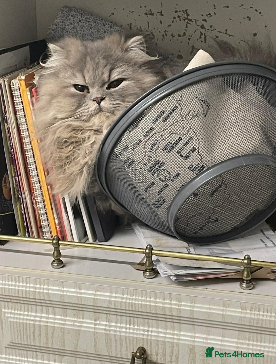 British Longhair cats Blue Persian Male 💙 - Advert 1