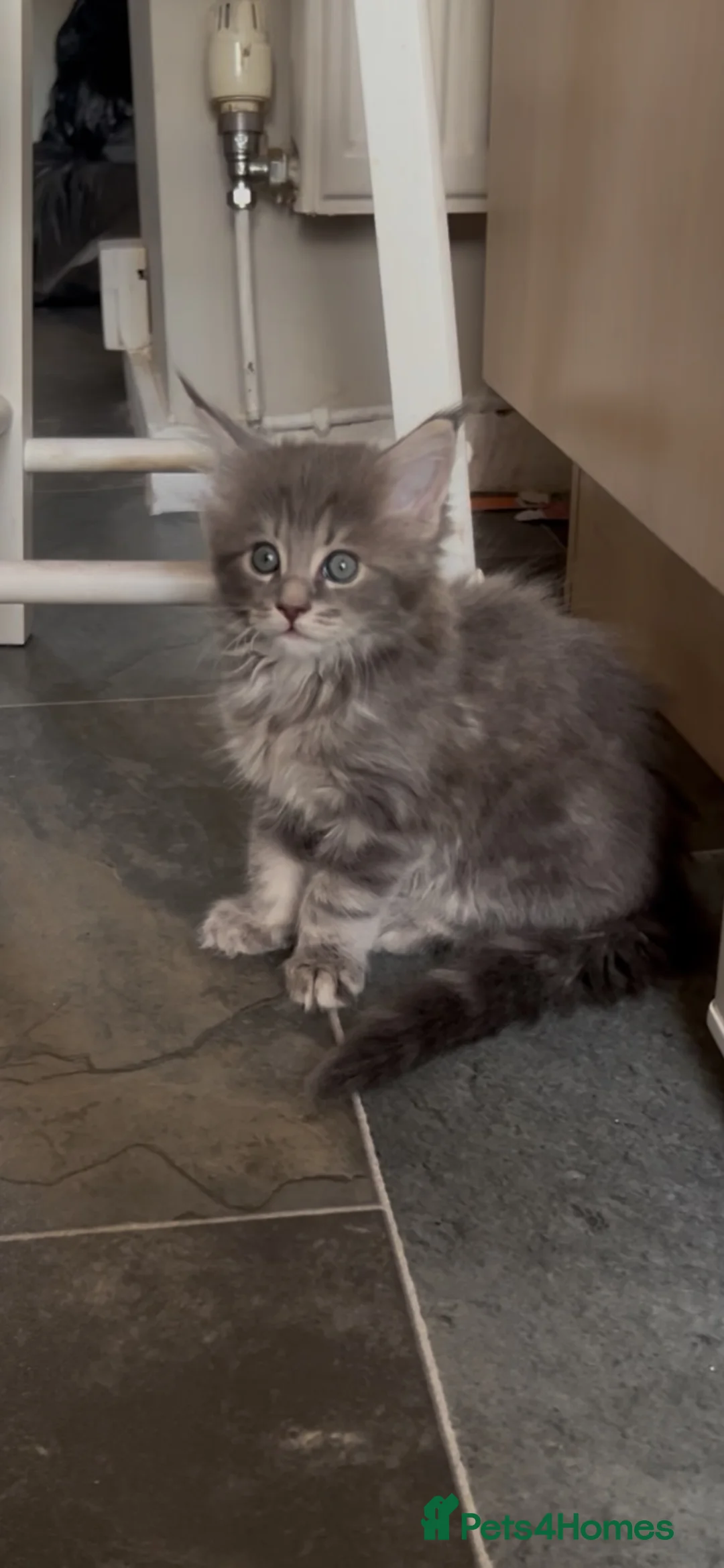 Maine Coon cats for sale: Stunning light silver female  - Advert 6