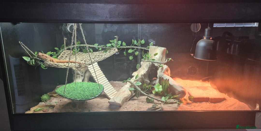 Bearded Dragon reptiles for sale: 4 Year Old Female Bearded Dragon and full setup - Image 2