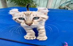 Keetso cats for sale: Super snow leopard girl  - Image 9