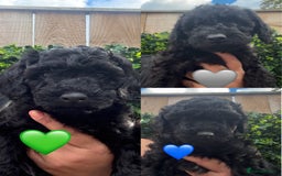 Labradoodle dogs for sale: F1bb labradoodle puppies black curly coat 🧬 clear - Image 3