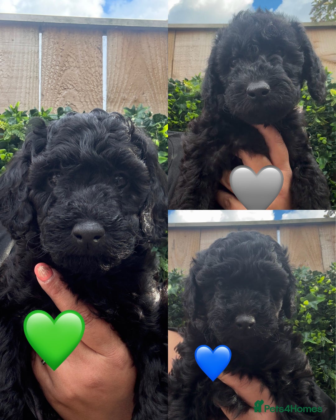 Labradoodle dogs for sale: F1bb labradoodle puppies black curly coat 🧬 clear - Image 3