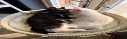 Mixed Breed cats for sale: Ready for Their Forever Homes 🐾 - Advert 3